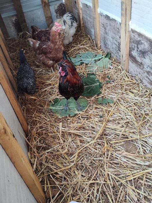 Galinhas raça troca