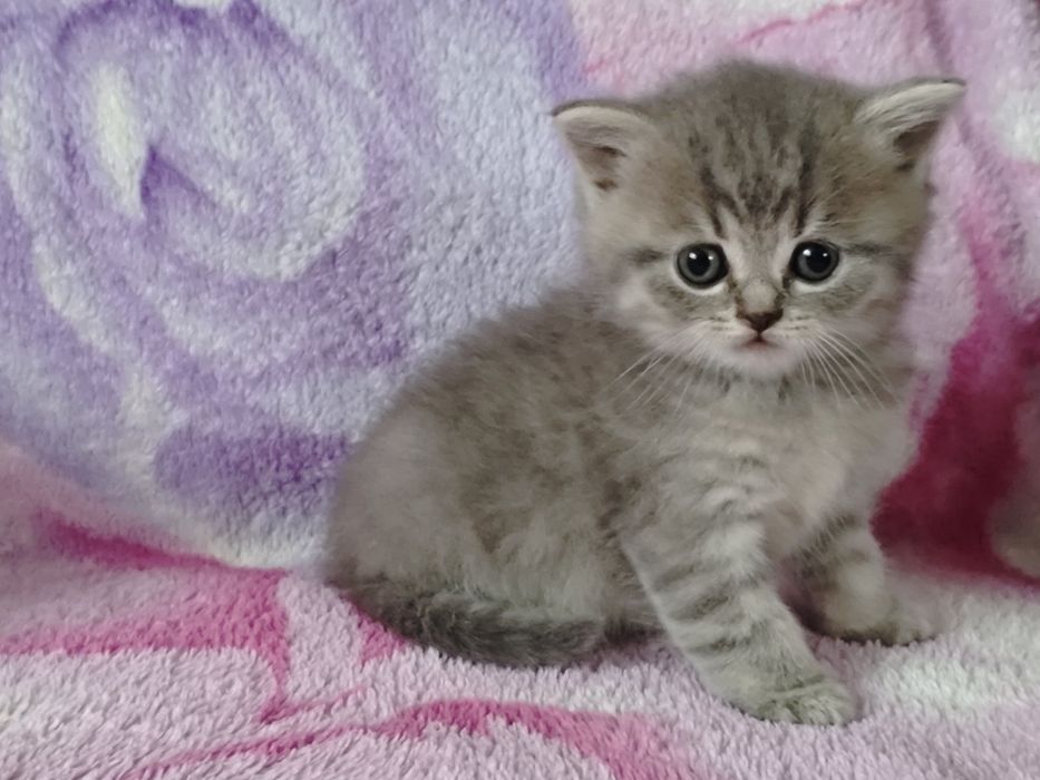 Кошенята шотландські чистокровні
