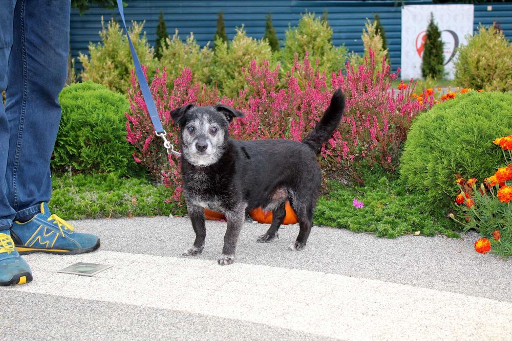 PIRACIK do adopcji – Schronisko Jasionka