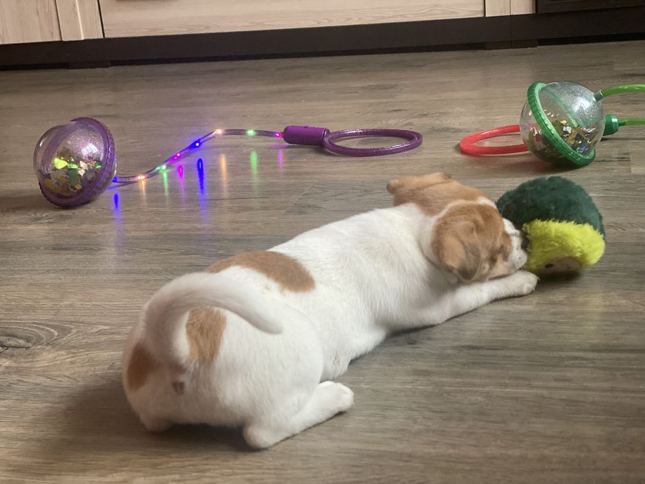 Малята в родинк