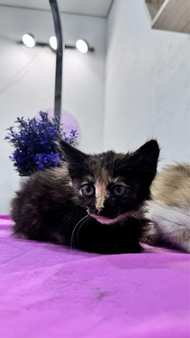 Отдам котят в хорошие руки ! 1,5-2меяца