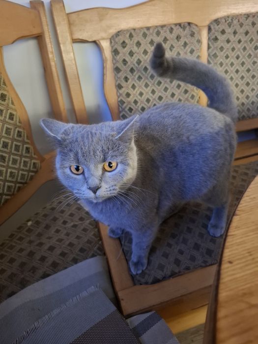 Кішка шотландська