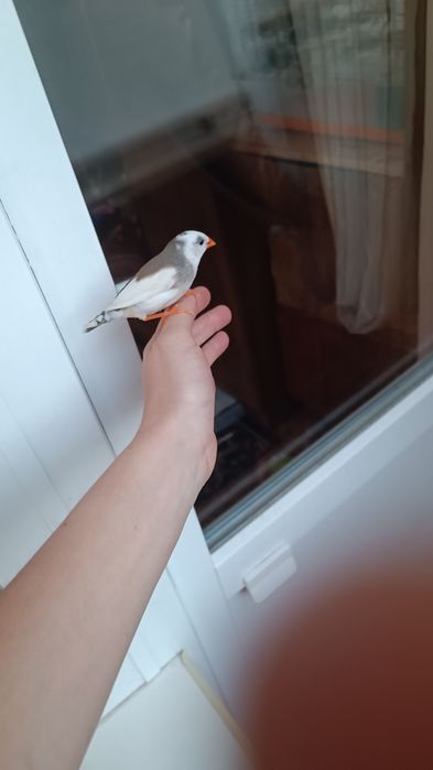 Клітка для зебрових амадин