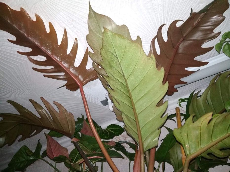 Калатея , монстера альба, строманта, аглонема