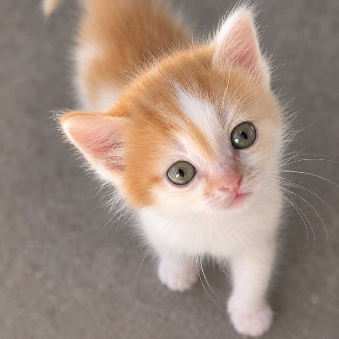 Кошеня, хлопчик.