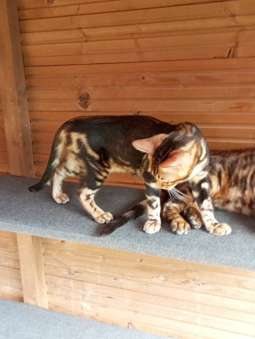 Kotek bengalski samica gotowa do odbioru PZF
