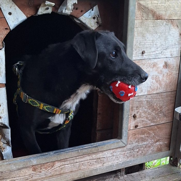 Agent szuka swojego domku