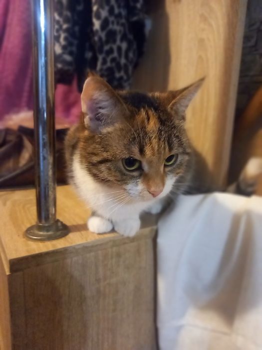 Прекрасная кошечка в хорошие руки