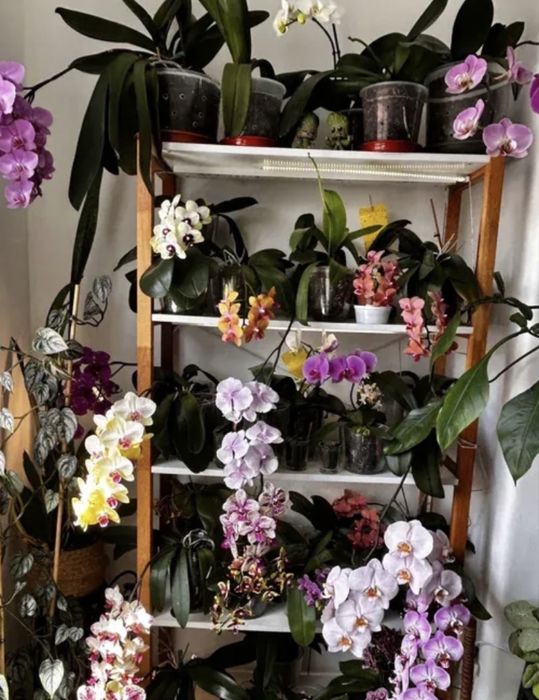 Orquideas variadas