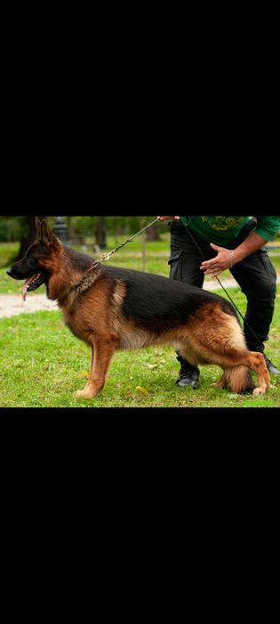 Кобель для в'язки