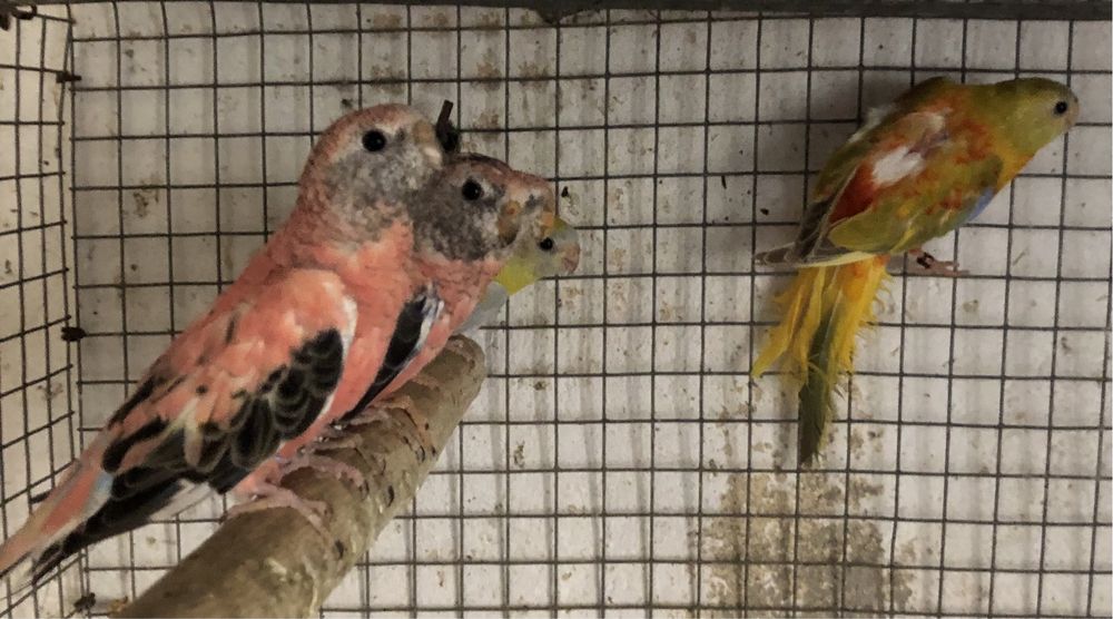 Turquosines e Bourkes