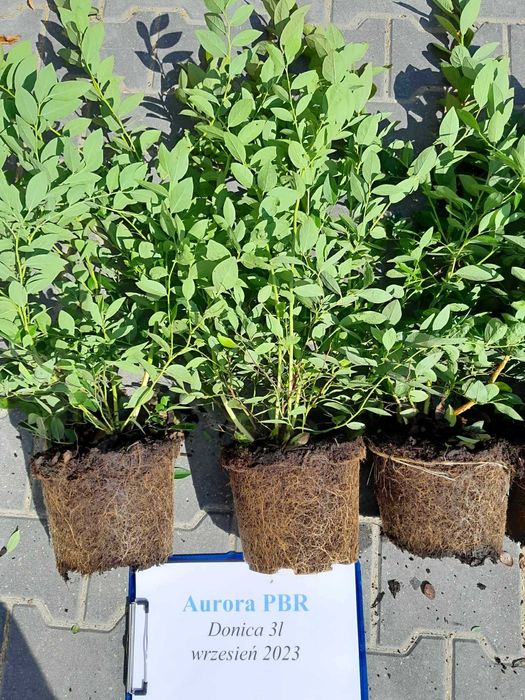 .8.. Borówka Amerykańska CAC TORO Spartan NELSON Bluegold BONUS Elliot