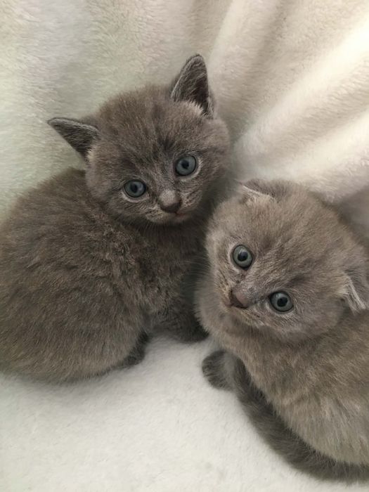 Шотландські кошенята