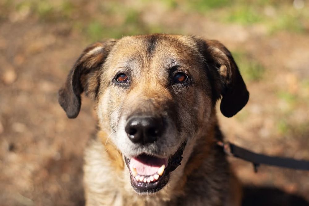 Endira - duża sunia o anielskim charakterze