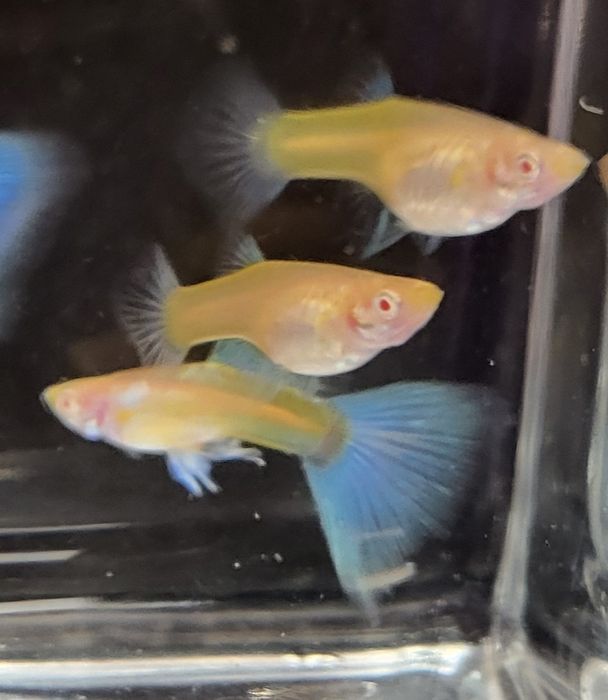 Gupik Albino Topaz Blue