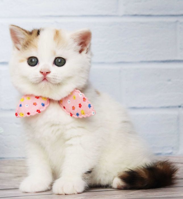 Шотландська неймовірна красуня Ніна