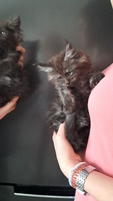 Kocurki z rodowodem FPL