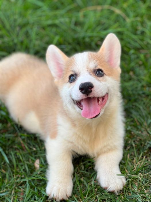 Cachorro Welsh Corgi Pembroke - Descendente de Campeões