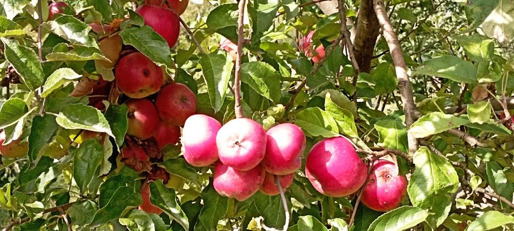 Ціну знижено! Продамо будинок та 25 соток Голубине на пагорбі