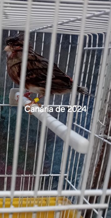 Canarias de Arlequins 2024