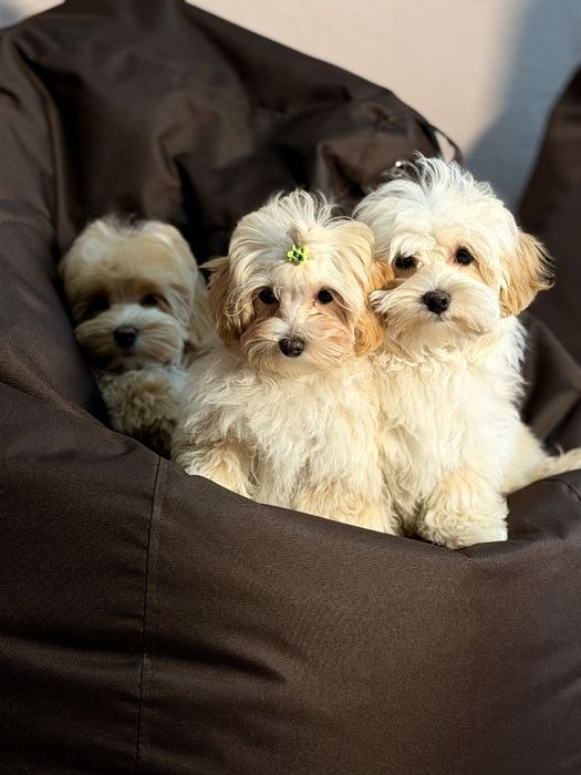 Мальтипу щенки 4месяца, рождены 28.11.25 прглистованы, две прививки