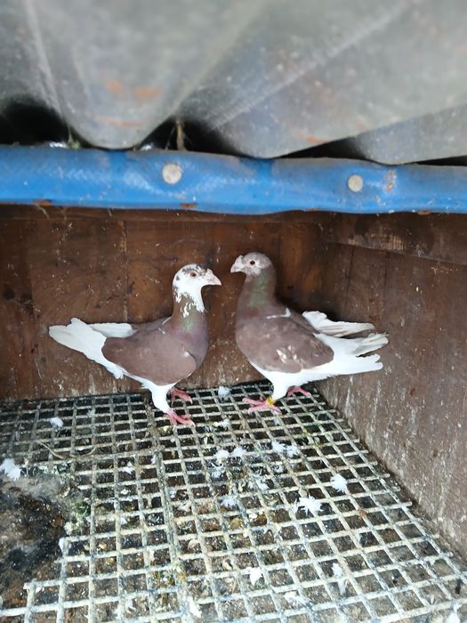 Para gołębi Staropolskich