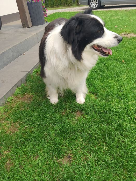 Pies Oddam BOLDER collie