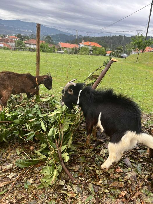 Grupo de cabras para venda – ideais para reprodução
