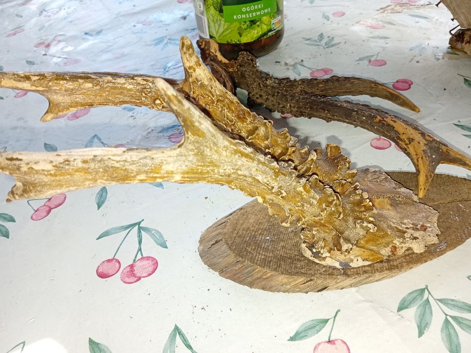 Coś dla zbieraczy, myśliwych