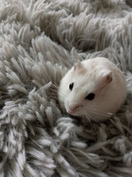 Хом'ячки порода Джунгарики 150 грн