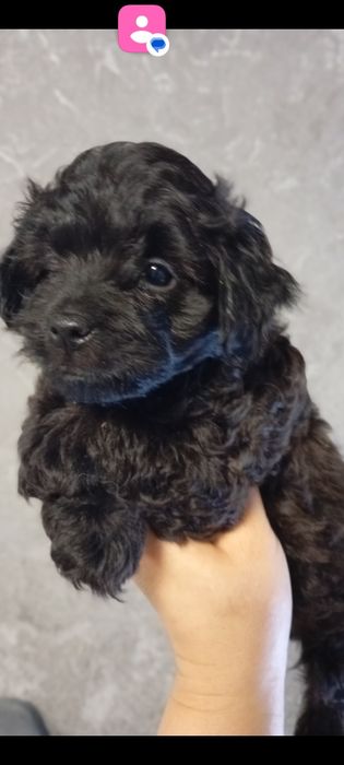 Красень мальтіпу