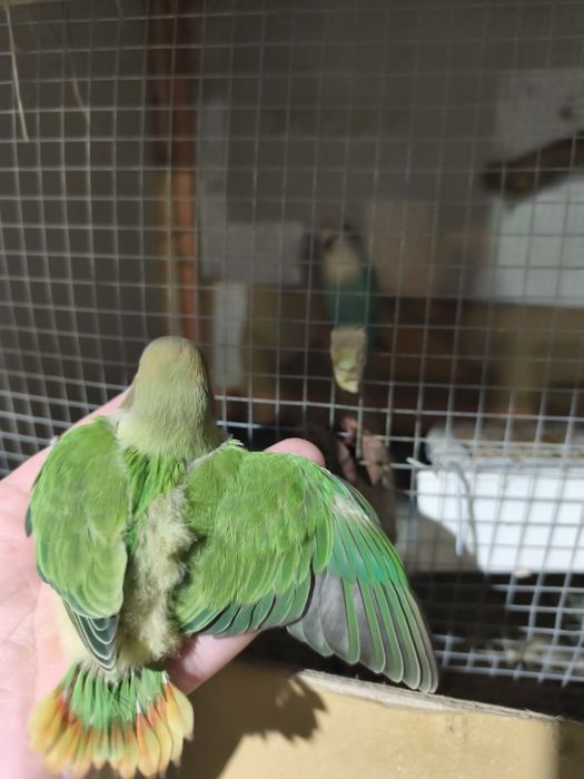 Roseicollis verde ancestral opalinos