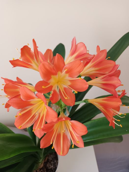 Kwiatek kliwia clivia