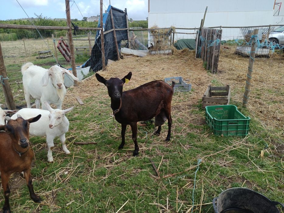 1 chibo e 2 cabras