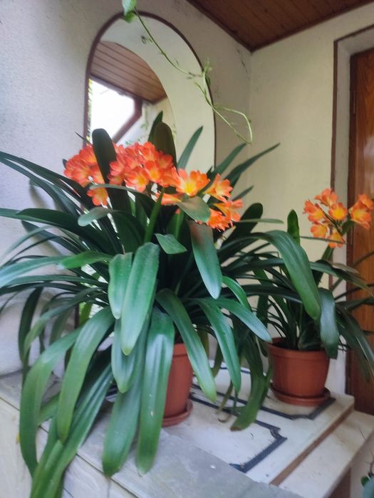 Zadbany kwiatek kliwia cynobrowa (łac. Clivia miniata), wysokość ok 70 cm