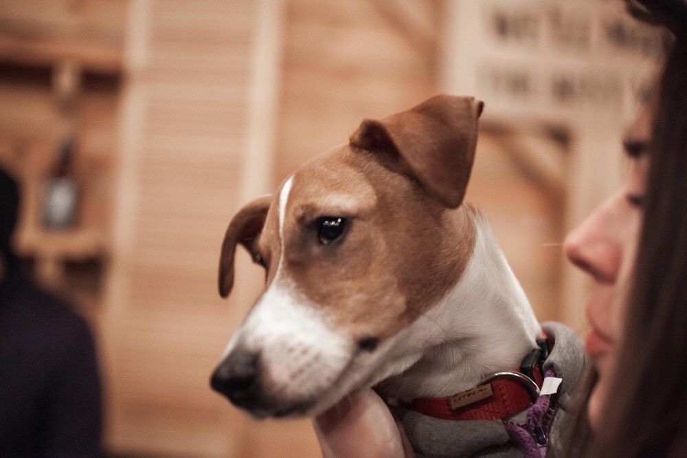 Джек рассел Парсон рассел для вязки