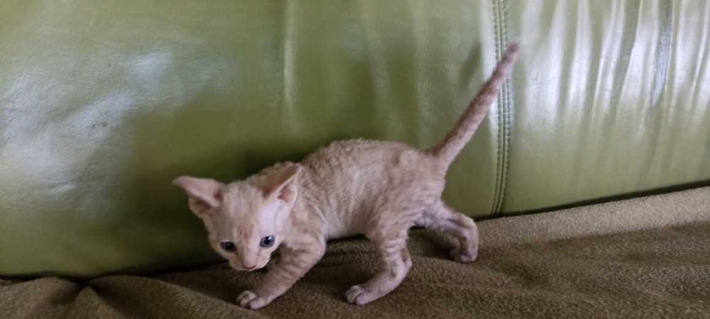 Devon Rex kocięta