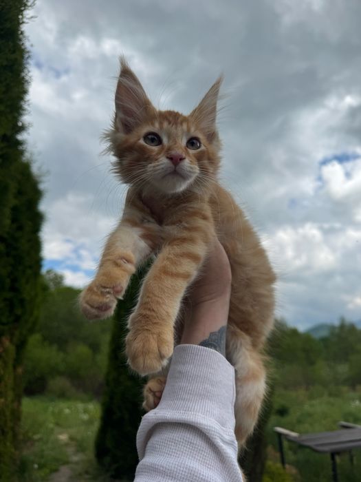 Мейн-Кун Рыжий Мальчик,котята