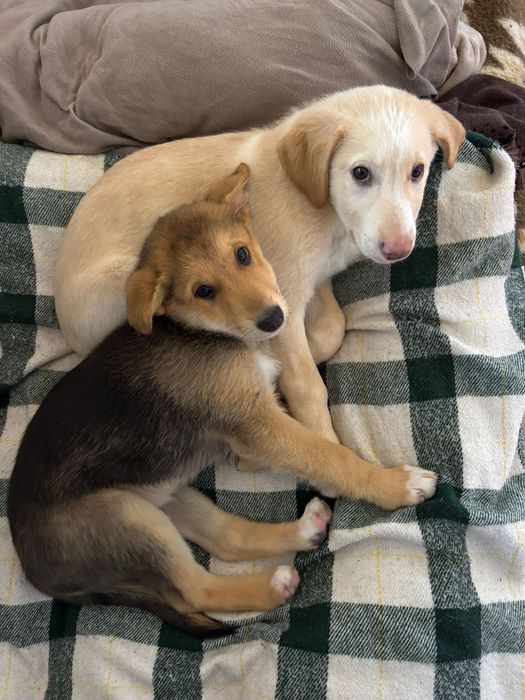 Bebés para adoção responsável