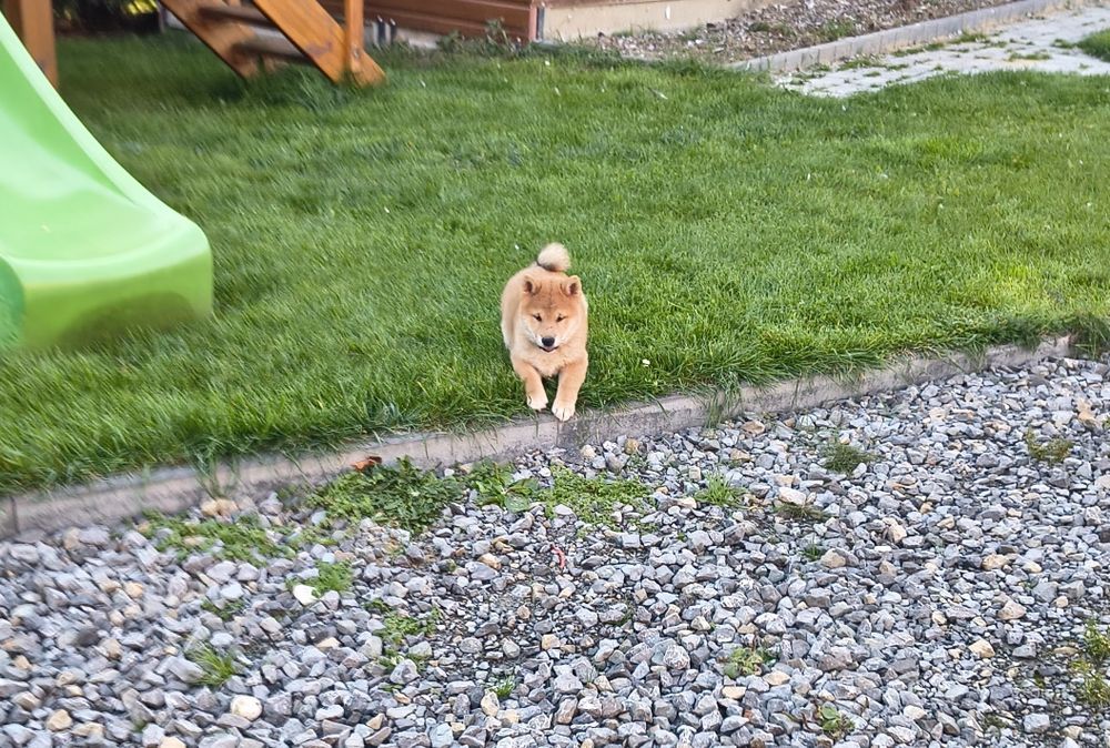 Shiba Inu piesek