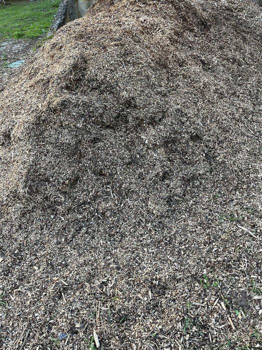 Zrębka Liściasta - Nie kora !