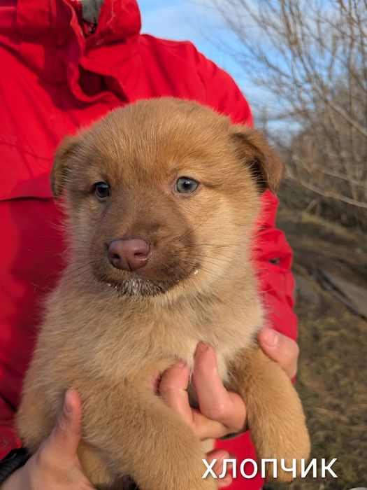 Отдам щенка-мальчика