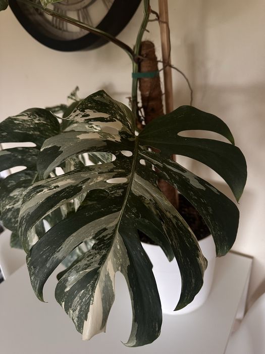 Monstera albo variegata XXL