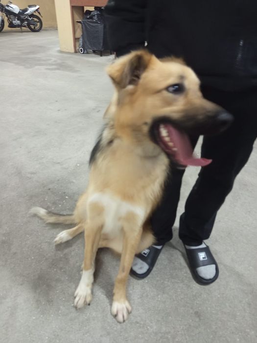 Caozinho de 10 mesinhos para adopção