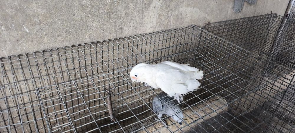 Cacatua goffini para acabar de criar a mão