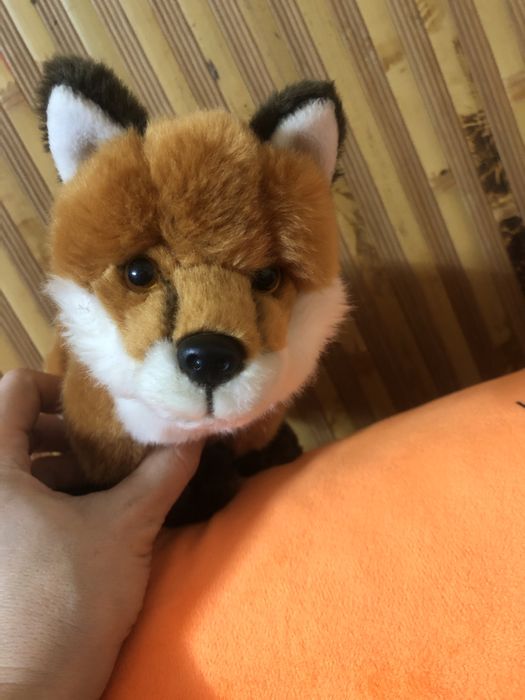 Лиса красивая лиса