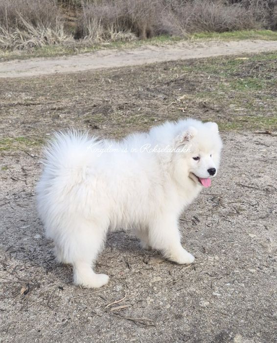 Красота та елегантність в цій красуні Самоеда!