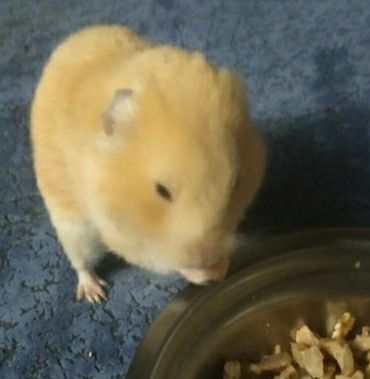 Королівський хом'як