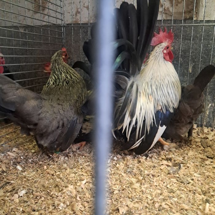 Jaja legowe kura fryzyjska,schabo