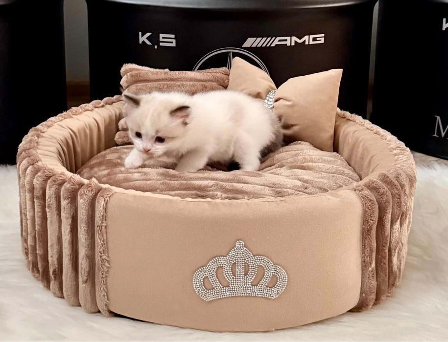 Ragdoll  kocurek